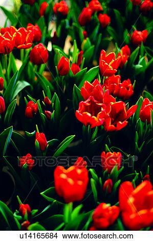 Picture - flower, Flowers Romance, nature, flowers, tulip, plant, tulips. Fotosearch
