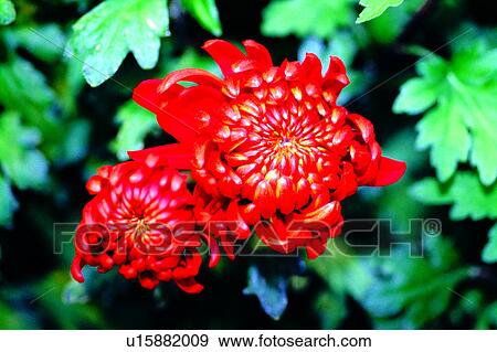 flower, Flowers Romance, nature, plant, flowers, chrysanthemum View Large Photo Image Stock Photo - flower, Flowers Romance, nature, plant, flowers, chrysanthemum. Fotosearch
