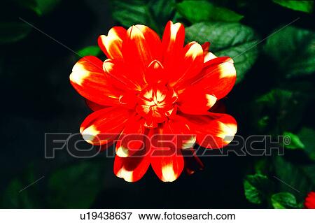 Stock Photo - flower, Flowers Romance, nature, flowers, plant. Fotosearch