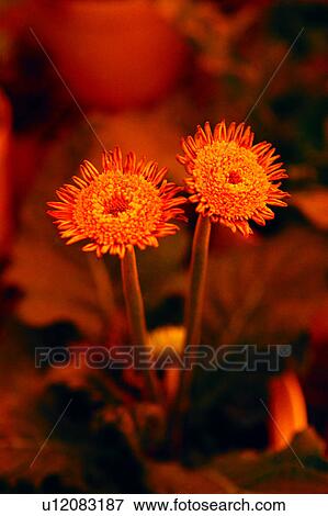 Stock Photo - flower, Flowers Romance, plant, nature, flowers. Fotosearch