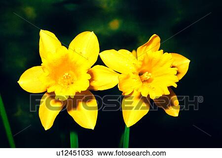 Stock Image - flower, Flowers Romance, plant, flowers, nature. Fotosearch
