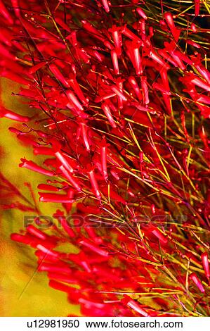 flower, Flowers Romance, plant, flowers, nature View Large Photo Image Stock Image - flower, Flowers Romance, plant, flowers, nature. Fotosearch