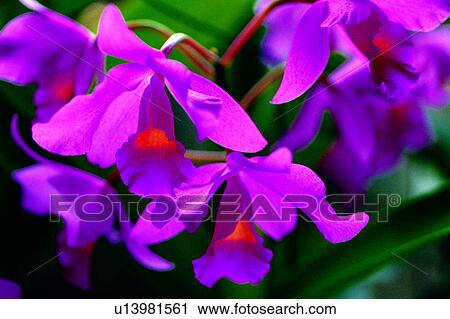 flower, Flowers Romance, plant, flowers, nature View Large Photo Image Stock Image - flower, Flowers Romance, plant, flowers, nature. Fotosearch