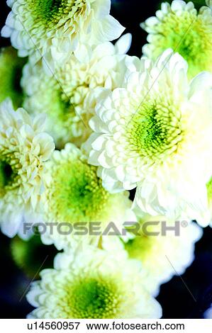 Stock Photo - flower, nature, flowers, Flowers Romance, plant. Fotosearch