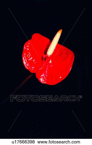 Stock Photo - flower, nature, flowers, Flowers Romance, flamingo, plant. Fotosearch
