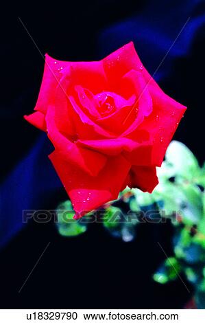 Stock Image - flower, nature, plant, roses, flowers, Flowers Romance. Fotosearch