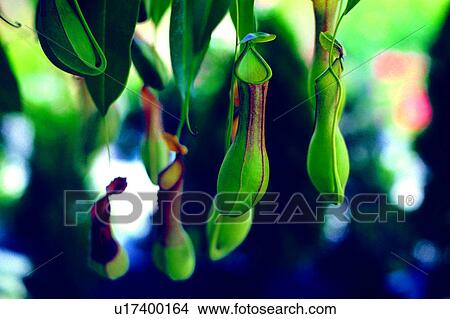 flower, plant, Flowers Romance, nature, flowers View Large Photo Image Picture - flower, plant, Flowers Romance, nature, flowers. Fotosearch