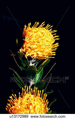 Stock Photo - flower, plant, Flowers Romance, nature, flowers. Fotosearch