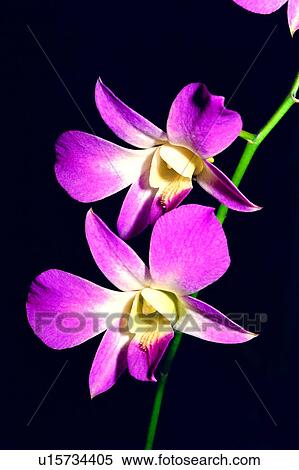 Stock Photography - flower, plant, orchids, nature, orchid, flowers. Fotosearch