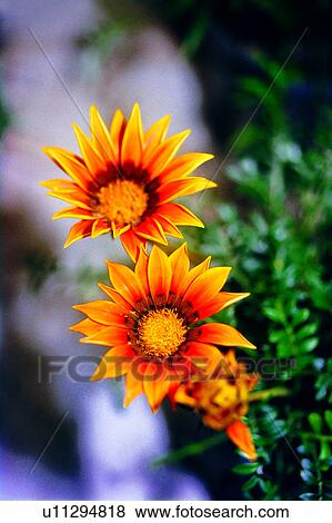 Stock Photo - flowers, chrysanthemum, flower, Flowers Romance, nature, plant. Fotosearch