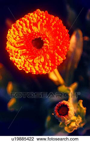 Stock Image - flowers, flower, Flowers Romance, nature, plant. Fotosearch