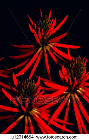 Picture - flowers, flower, nature, plant, Flowers Romance. Fotosearch