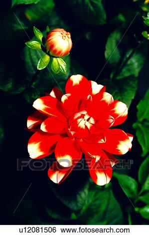 flowers, flower, nature, plant, Flowers Romance View Large Photo Image Stock Photograph - flowers, flower, nature, plant, Flowers Romance. Fotosearch