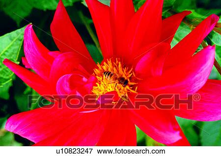 Stock Photo - flowers, flower, plant, Flowers Romance, nature. Fotosearch