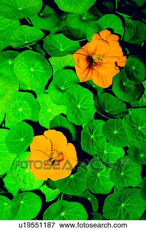 Stock Photo - flowers, flower, plant, Flowers Romance, nature. Fotosearch