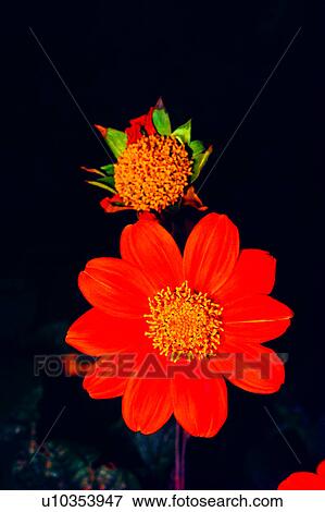 Stock Photo - flowers, flower, plant, nature, Flowers Romance. Fotosearch