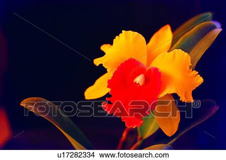 flowers, Flowers Romance, flower, nature, plant View Large Photo Image Picture - flowers, Flowers Romance, flower, nature, plant. Fotosearch