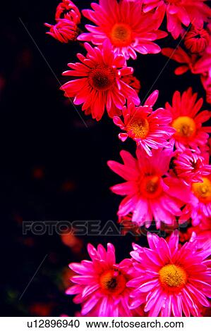 Stock Image - flowers, Flowers Romance, flower, nature, plant, chrysanthemum. Fotosearch