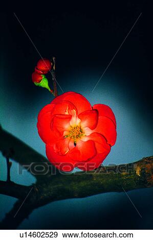flowers, Flowers Romance, flower, plant, nature View Large Photo Image Stock Photo - flowers, Flowers Romance, flower, plant, nature. Fotosearch