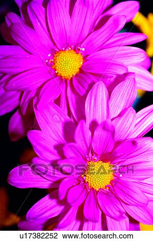 flowers, Flowers Romance, nature, flower, plant, chrysanthemum View Large Photo Image Stock Image - flowers, Flowers Romance, nature, flower, plant, chrysanthemum. Fotosearch