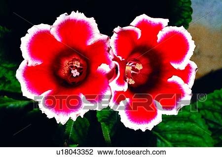 Stock Image - flowers, Flowers Romance, plant, flower, nature. Fotosearch