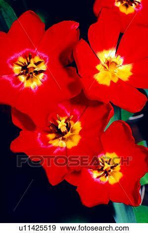 Stock Photo - flowers, Flowers Romance, tulip, flower, plant, nature. Fotosearch