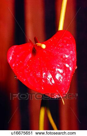 Stock Image - flowers, nature, flower, plant, Flowers Romance. Fotosearch