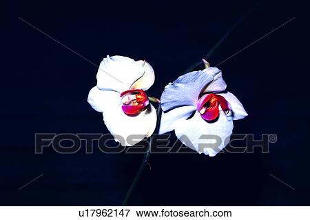 flowers, nature, Flowers Romance, flower, plant View Large Photo Image Stock Photo - flowers, nature, Flowers Romance, flower, plant. Fotosearch