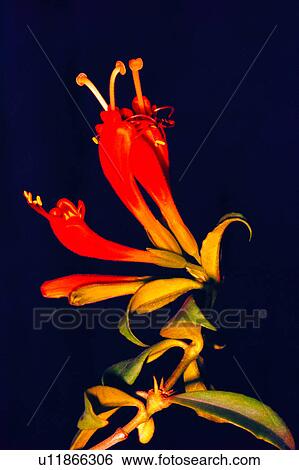 Stock Photograph - flowers, nature, Flowers Romance, plant, flower. Fotosearch