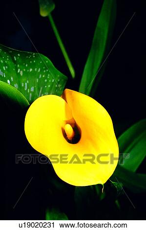 flowers, nature, plant, flower, Flowers Romance View Large Photo Image Stock Image - flowers, nature, plant, flower, Flowers Romance. Fotosearch