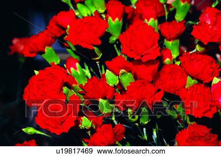 Stock Photo - flowers, nature, plant, Flowers Romance, flower. Fotosearch