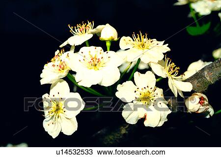 Stock Image - flowers, plant, flower, Flowers Romance, nature. Fotosearch