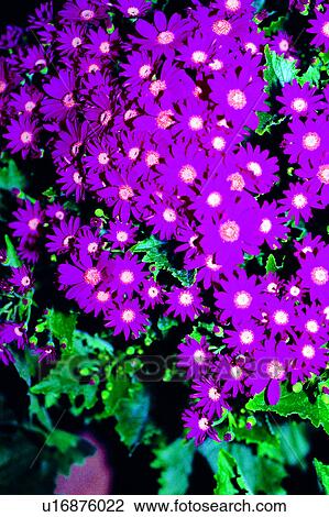 Stock Image - flowers, plant, flower, nature, Flowers Romance. Fotosearch
