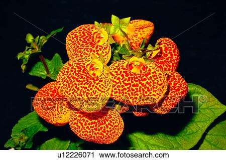 Stock Image - flowers, plant, Flowers Romance, flower, nature. Fotosearch