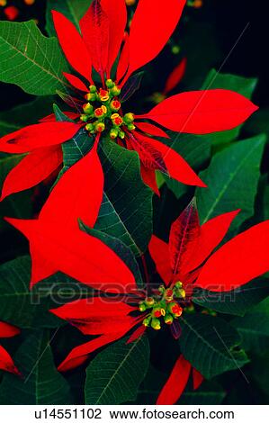 Stock Image - flowers, plant, Flowers Romance, nature, flower. Fotosearch