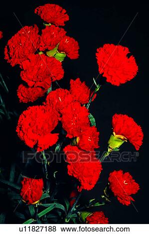 Stock Photo - flowers, plant, Flowers Romance, nature, carnation, flower. Fotosearch