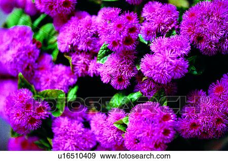 Stock Photo - flowers, plant, Flowers Romance, flower, nature. Fotosearch