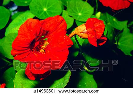 Stock Image - Flowers Romance, flower, nature, flowers, plant. Fotosearch