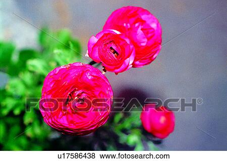 Stock Photo - Flowers Romance, flower, nature, flowers, plant. Fotosearch