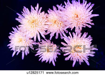 Flowers Romance, flower, plant, nature, flowers, chrysanthemum View Large Photo Image Stock Image - Flowers Romance, flower, plant, nature, flowers, chrysanthemum. Fotosearch