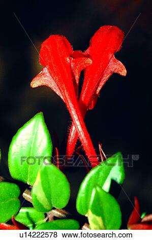 Stock Photo - Flowers Romance, flower, plant, nature, flowers. Fotosearch