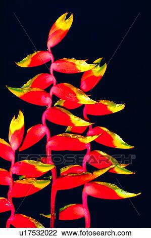 Flowers Romance, flower, plant, flowers, nature View Large Photo Image Stock Image - Flowers Romance, flower, plant, flowers, nature. Fotosearch