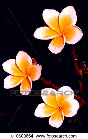 Flowers Romance, flowers, flower, nature, plant View Large Photo Image Picture - Flowers Romance, flowers, flower, nature, plant. Fotosearch