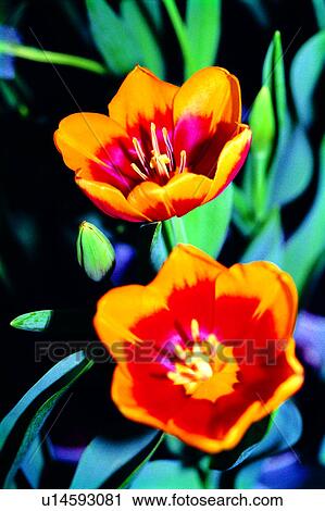 Stock Image - Flowers Romance, flowers, flower, plant, nature. Fotosearch