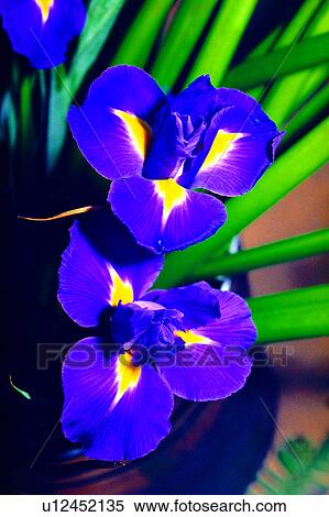 Flowers Romance, flowers, flower, plant, nature View Large Photo Image Stock Photography - Flowers Romance, flowers, flower, plant, nature. Fotosearch