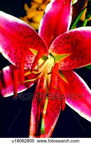 Flowers Romance, nature, orchid, plant, flower, orchids View Large Photo Image Stock Photography - Flowers Romance, nature, orchid, plant, flower, orchids. Fotosearch