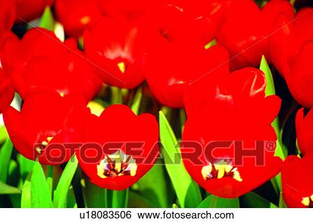 Flowers Romance, nature, tulips, plant, tulip, flowers View Large Photo Image Stock Photograph - Flowers Romance, nature, tulips, plant, tulip, flowers. Fotosearch