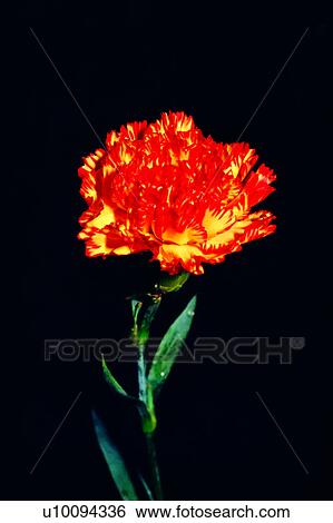 Stock Photograph - Flowers Romance, plant, carnation, nature, carnations, flower. Fotosearch