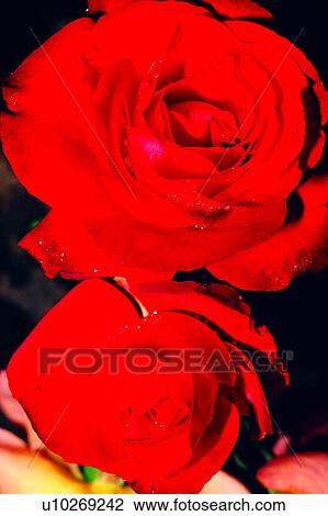 Stock Image - flowers, roses, plant, rose, Flowers Romance, nature. Fotosearch