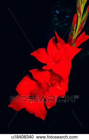 gladioluses, gladiolus, Flowers Romance, flower, nature, flowers View Large Photo Image Stock Image - gladioluses, gladiolus, Flowers Romance, flower, nature, flowers. Fotosearch